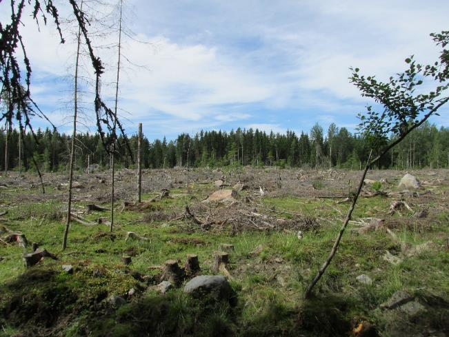 EI SOPIMUKSEEN Talousmetsät, päätehakkuu Voidaan toki laiduntaa Voi myöhemmin