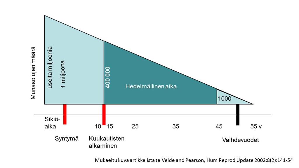 Anti- mu ller-hormonia (AMH) tuotetaan varhaisasteiden follikkelien granuloosasoluissa Seerumin AMH-pitoisuus pienenee