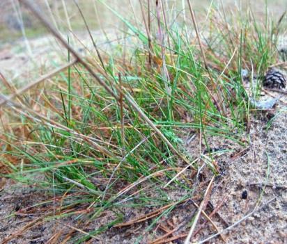 (Polytrichum sp.