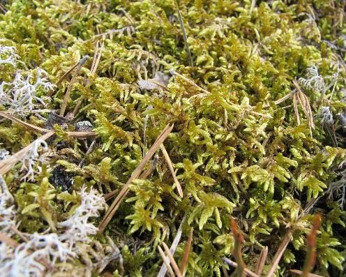 ericetorum) Suopursu (Ledum