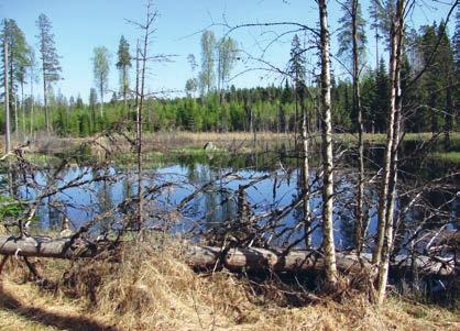 Photo: Kaarina Kauhala Majavalampi on syntynyt majavien padottua joen. Metsä on kuollut alueelta, koska majavat ovat asuneet täällä vuosikausia. Majavalampi on hyvä elin ympäristö vesilintupoikueille.