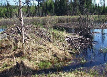 Photo: Kaarina Kauhala Suurin osa kanadanmajavan pesistä on kekopesiä. Ne on helppo löytää laskentojen yhteydessä, kun taas penkkapesien löytäminen voi olla vaikeaa.