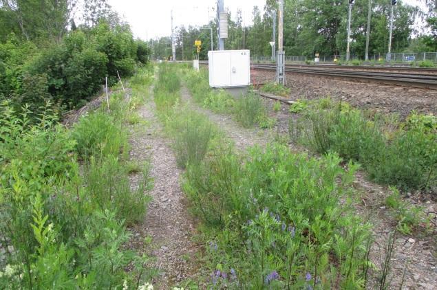 Osin välit ovat karkeaa sepeliä ja soraa ilman kasvillisuutta. Pohjoispuolelle Evakkotien reunaan on levinnyt tulokaslajina vähän täplähelokkia.