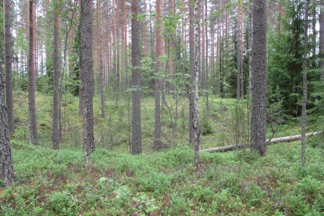 ketomaisia kasvupaikkoja.