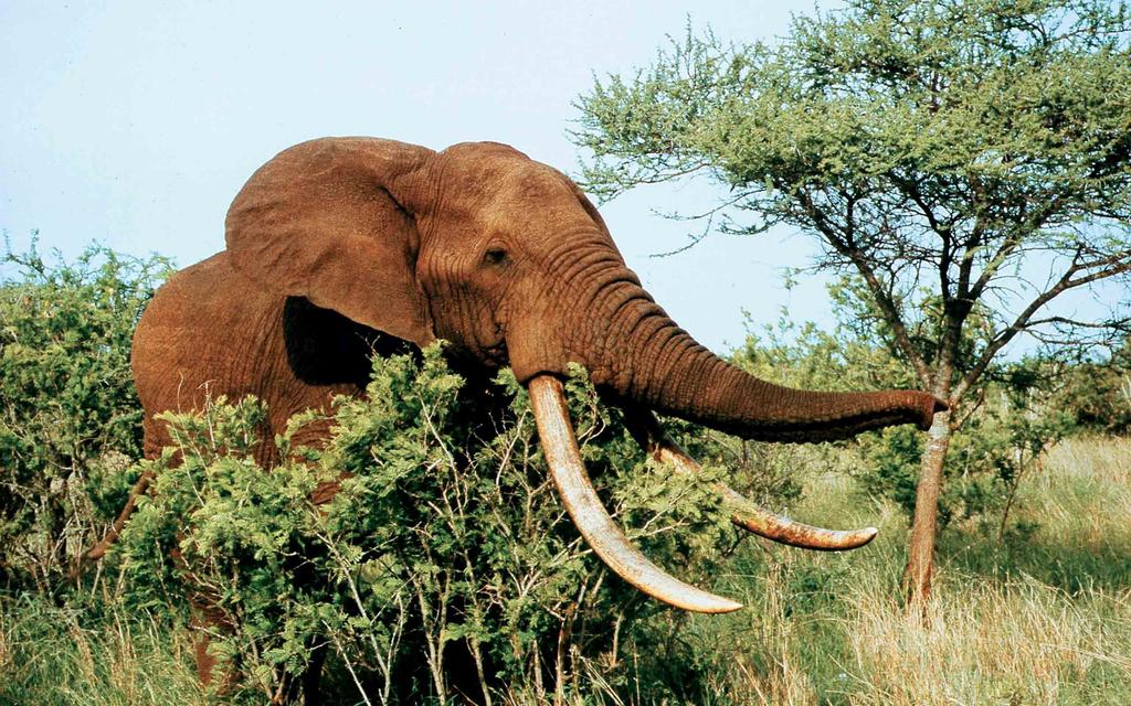 SAFARI ETELÄ-AFRIKASSA: VINKKEJÄ JA SUOSITUKSIA Olympia järjesti ensimmäiset safarimatkat Itä-Afrikkaan jo 1950- luvulla.