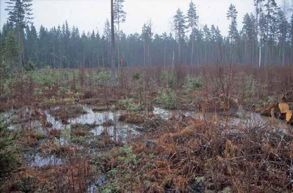 Luonnonhoitohankeraportti 2015 { 30 } Kuva 6. Pyhäjärveen laskevan Muurassuonojan pintavalutuskenttä, joka toteutettiin 2002 Lounais-Suomen metsäkeskuksen kunnostusojitushankkeen yhteydessä.