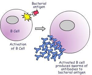 Immunisaatio potilaan T-solut tunnistavat siirretyt punasolut