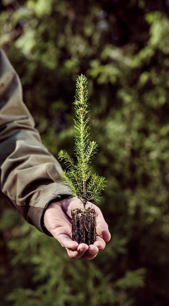 Puunhankinta hoidetaan kestävästi Biotuotetehdas lisää kuitupuun käyttöä noin 4 milj. m³ (+10 %) Lisäys on pääasiassa havukuitupuuta Havukuidun kestävä lisäyspotentiaali 7 milj.