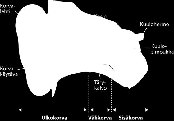 paikantaminen Auditiivinen tarkkaavaisuus