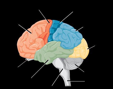 15 Kuva 4. Aivokuoret ja -lohkot (Brain 2018) Keskushermosto on yhteydessä ääreishermostoon laskevien ja nousevien ratojen kautta (Mero ym. 2016, 90).