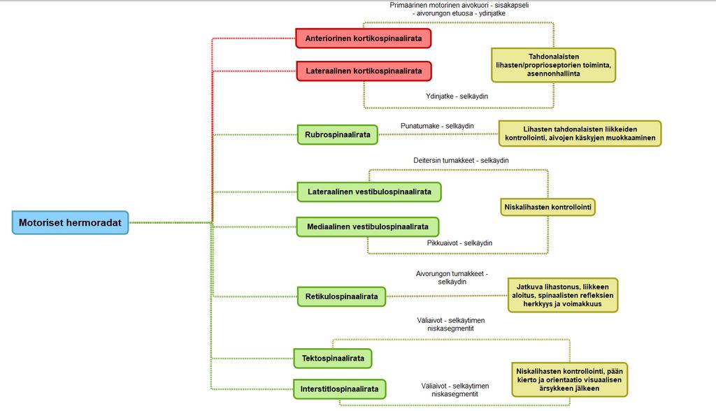 20 Sandström & Ahonen 2013, 16; Kauranen 2011, 83; Mero ym. 2016, 90). Motoriset että sensoriset hermot ovat myös yhteydessä toisiinsa joko suoraan tai välittäjähermosolujen kautta. (Mero ym.
