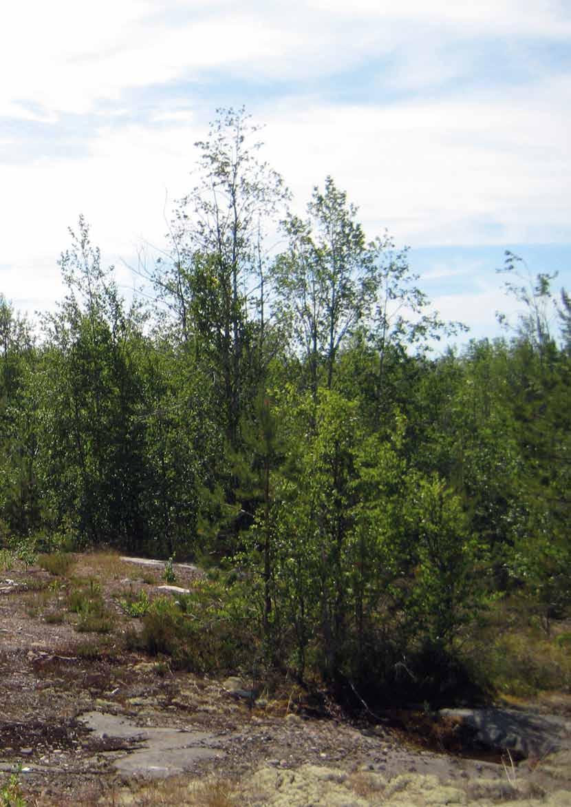 WPD FINLAND OY JOKELAN tuulipuisto