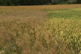 RIKKAKASVIEN TORJUNTA Hyvät lohkomuistiinpanot pellon rikkakasveista auttavat seuraavan kauden kasvinsuojelusuunnitelman laatimisessa.