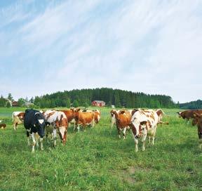 KARJANLANNAN KÄYTTÖ Karjanlannan käyttö Hyvän sadon saamiseksi karjanlanta ja muut orgaaniset lannoitteet pitää täydentää kivennäislannoitteilla.