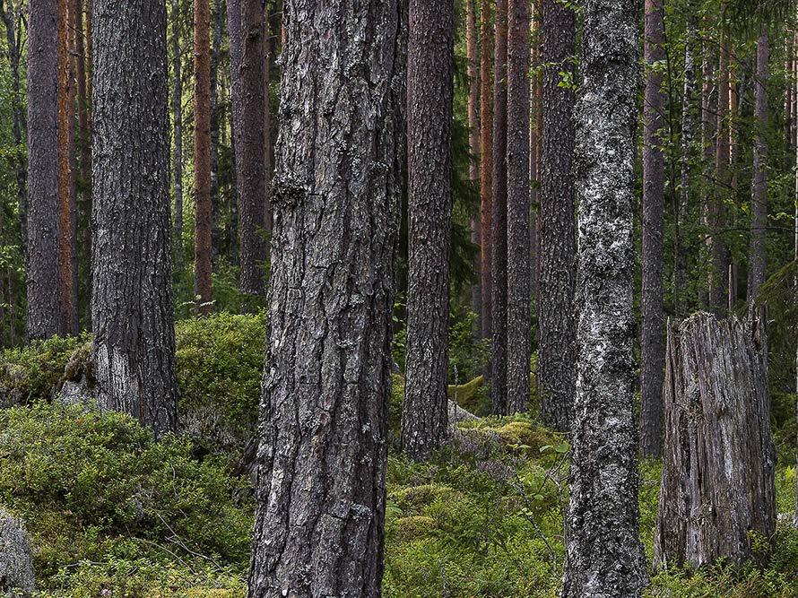 KIITOS!