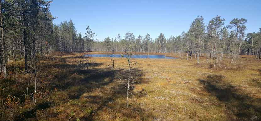 Toimintasuunnitelma 2018 PYHÄSELÄN METSÄSTÄJÄT RY Toimintakertomus 2017 1.