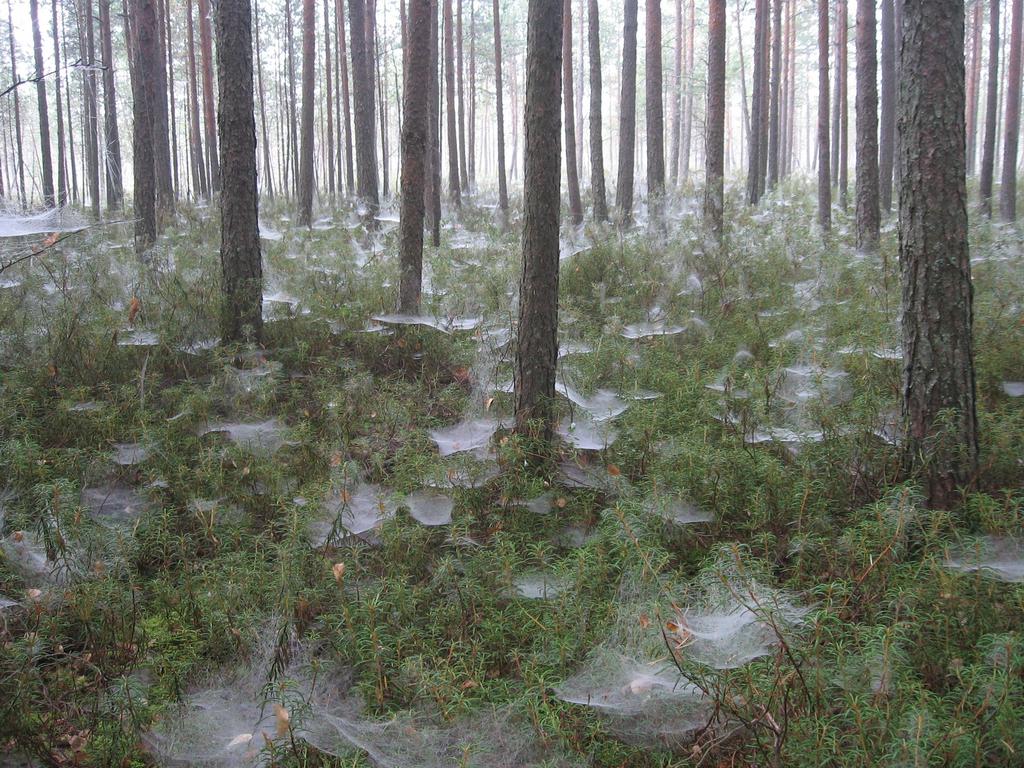 Etelä-Pohjanmaan