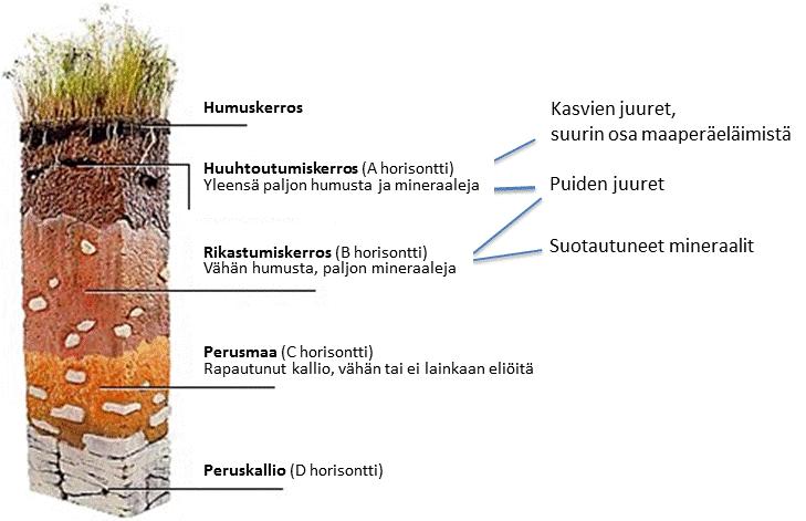 PILAANTUNEEN YMPÄRISTÖN 1 RISKINHALLINTA Professori Jaana Sorvari Mitä merkitystä maaperällä ja sen puhtaudella on? Maaperällä on monta tehtävää kuten - toimia kasvualustana kasveille, sienille yms.