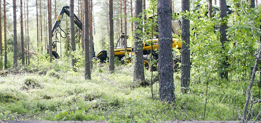 Kantojen pituus Huomio varsinkin päätehakkuulla, samalla vaivalla voi tehdä lyhyen kannon Maasto ja tyven muoto huomioitava->rinne, kivisyys, kova hanki, voimakkaasti