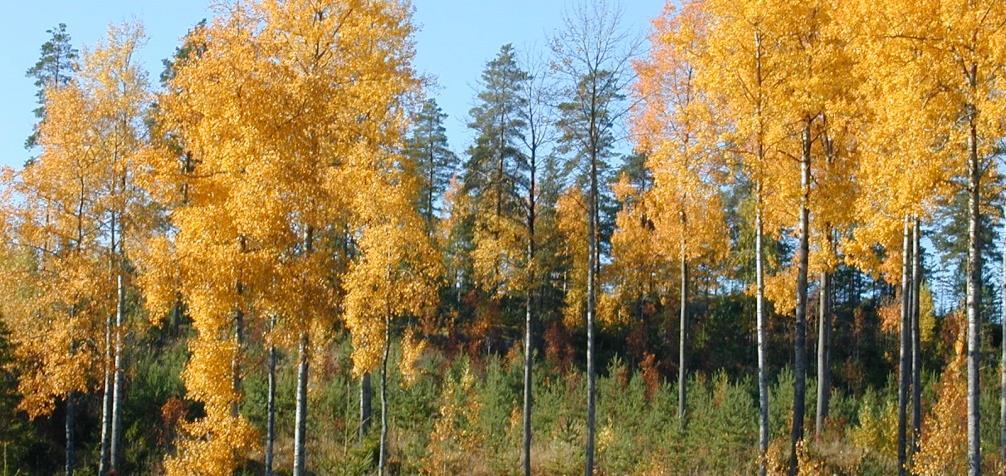 Työmaan siisteys Silmämääräinen tarkastus, mikäli mikään ei pistä silmään niin homma kunnossa Luontokohteet ja säästöpuut Sertifiointi ohjeistaa jättämään