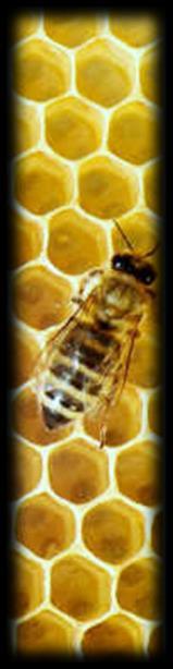 Peltoviljelyyn soveltuvat mesikasvit Mesikasviseminaari 20.3.