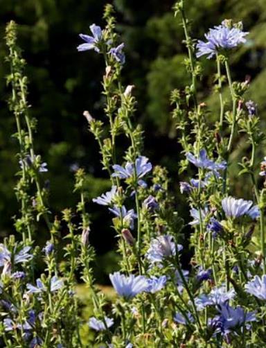 Sikuri mainittu kohtalaiseksi mesi- ja siitepölykasviksi kaksi- tai monivuotinen sinikukkainen yrttikasvi syväjuurinen kasvia käytetään