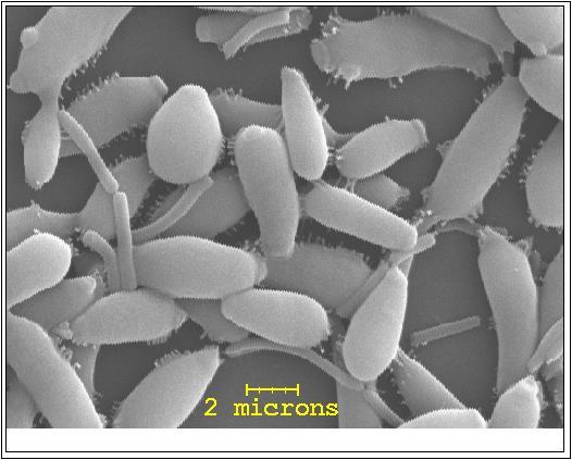Mikrobiologisesti kriittiset kohdat panimoprosessissa Panoshiiva kerran saastuttuaan siirtää mikrobeja käymisestä toiseen Laitteistojen seinämille voi ajan myötä syntyä mikrobikertymiä, ns.