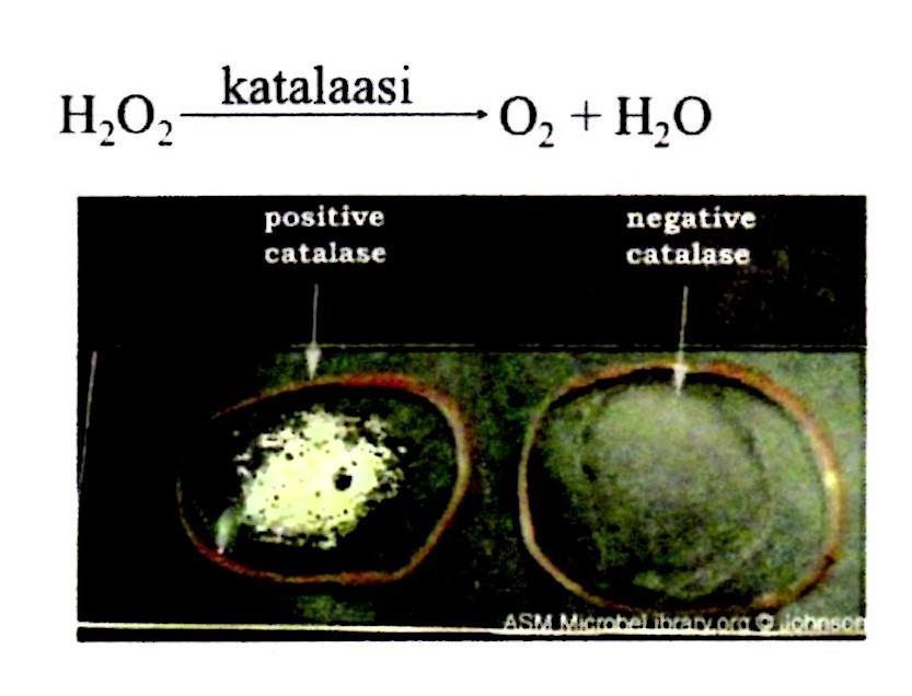 Tulosten tulkinta, katalaasitesti Katalaasi+ ja katalaasi- bakteerien erottamiseen Kupliiko?