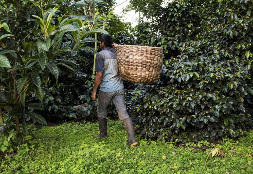 100 % sertifioitu Merkitsemällä kaikki kahvimme merkeillä Luomu, Reilu kauppa tai Rainforest Alliance, haluamme auttaa sinua osallistumaan kestävään kehitykseen.