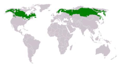 Boreaalinen havumetsävyöhyke Boreaalinen vyöhyke eli pohjoinen havumetsävyöhyke eli taiga on kasvillisuusvyöhyke, jonka perustana on