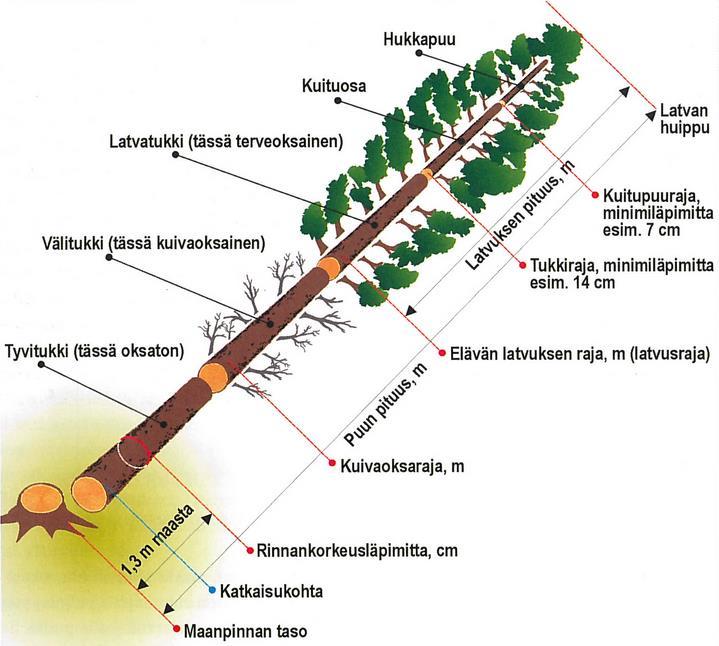 Puutavaralajit Puutavaralajien laatuvaatimukset vaihtelevat hieman puutavaranostajittain, mutta ovat pääpiirteittäin hyvin saman tyyppisiä.