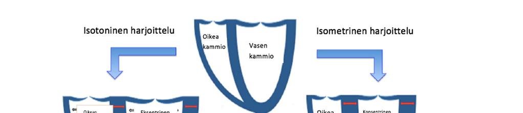 Kuva 1. Yhteenveto urheilulajispesifisestä säännöllisen harjoittelun aikaansaamasta sydämen uudelleenmuovautumisesta. Lähde: Gleason & Kim 2017, Kuva 2.