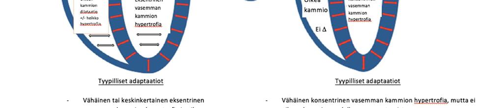 Erityisesti eroja on sydämen minuuttitilavuudessa ja perifeerisessä verisuonten vastuksessa (PRU) (Baggish ja Wood 2011).