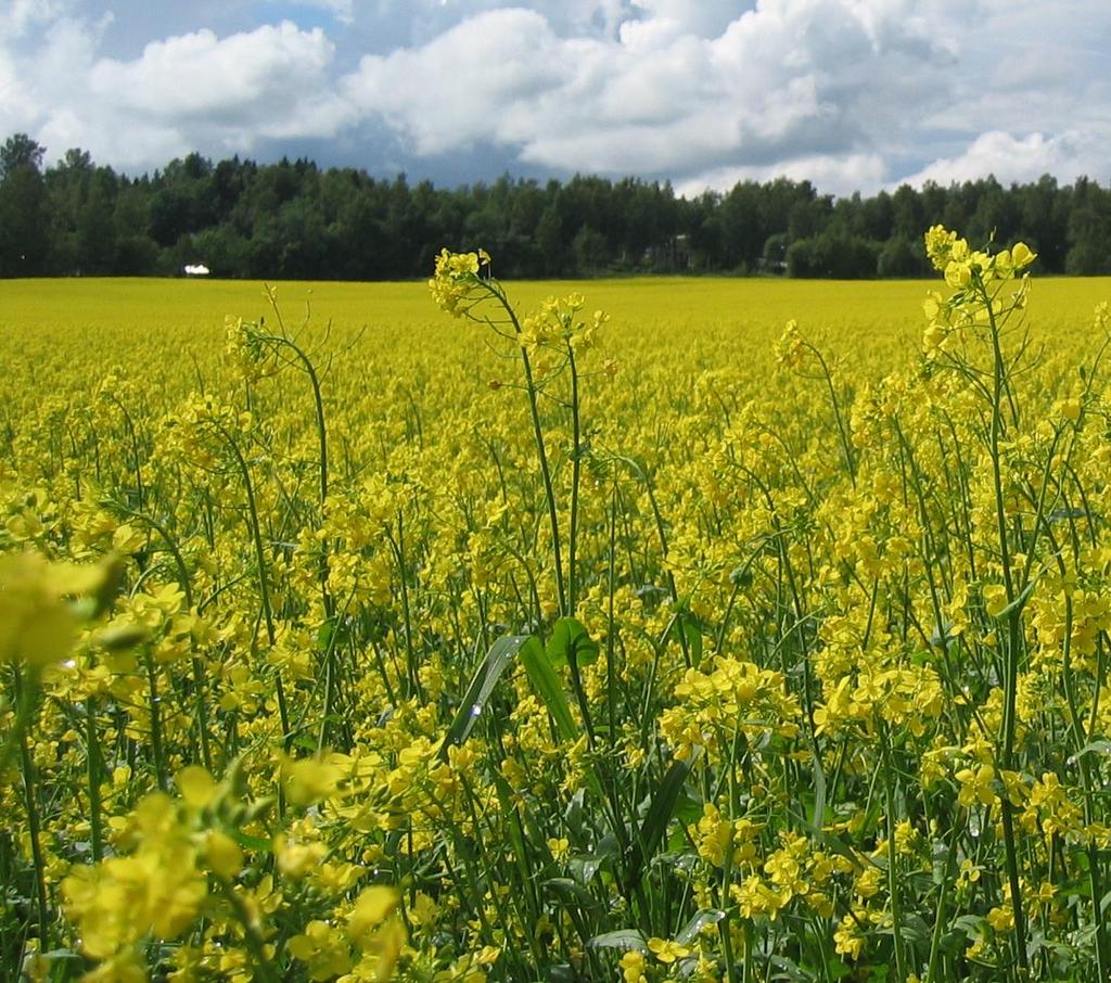 Rypsinviljelyn näkymät Suomessa Rypsin ja rapsin viljelyhalukkuus edellisvuotta suurempi kasvun rajoitteena saattaa olla peitatun kylvösiemenen saatavuus EU on kieltänyt 1.12.