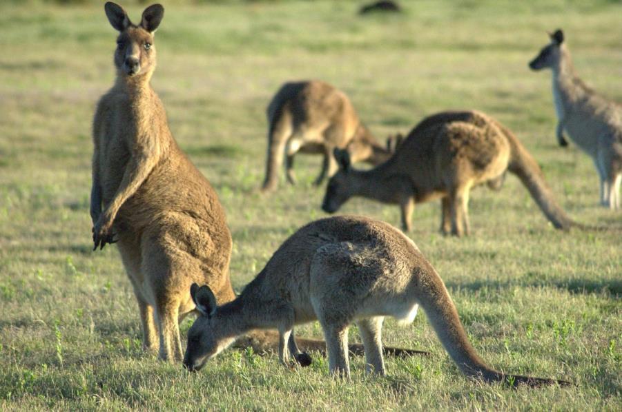 Kuva 8. Kengurut kuuluvat pussieläimiin. CC BY-SA 3.0 Istukallisten nisäkkäiden poikaset kehittyvät emon sisällä kohdussa.