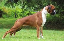 Chance, ROP-vet PU4 Jewel No Akacisa Dandy Do Pinchecarneiro, SERT PN2 Playbox s Eternity, CACIB, VASERT PN3 Bestbox Bonita de Luna, VACA PN4 Cocoon s Just For You, VSP-vet 13.