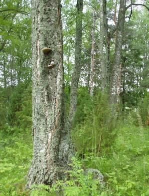 Perinnebiotooppi on: keto, niitty, rantaniitty, lehdesniitty, hakamaa, metsälaidun tai kaskikoivikko, jossa on nähtävissä selviä merkkejä aiemmasta laidunnuksesta Metsälaidun on perinnebiotooppi, jos