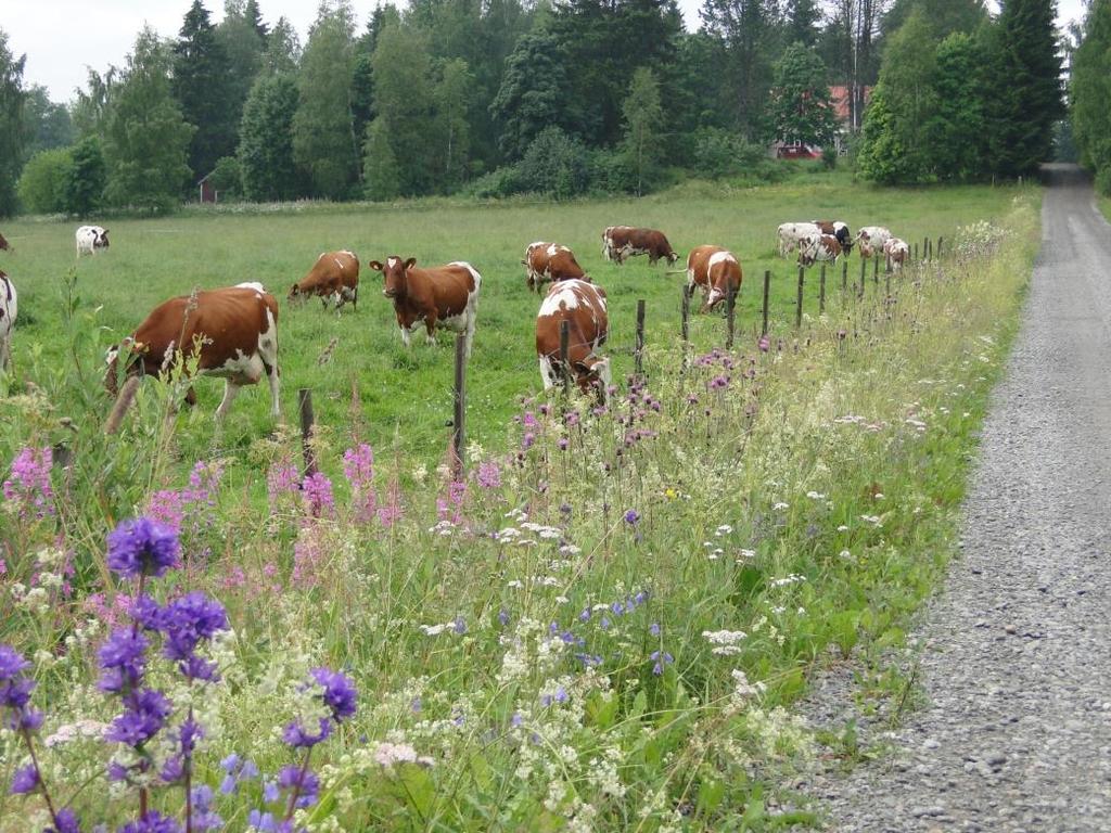 Muusta ympäristöstä erottuvat luonto- tai maisema-arvot, kuuluminen maisemakokonaisuuteen