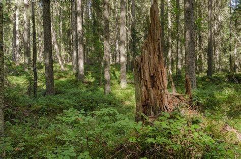 Mikrobikasvun edellytykset Ravinto hajotettavaa Lämpötila: