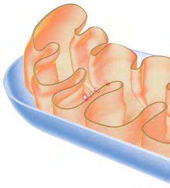Mitokondriot ja ikääntyminen mitokondrio-dna:n