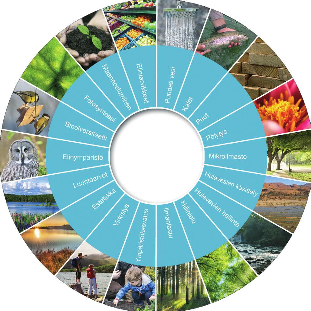 Kuva: Biodiversiteetti, eliökunnan monimuotoisuus