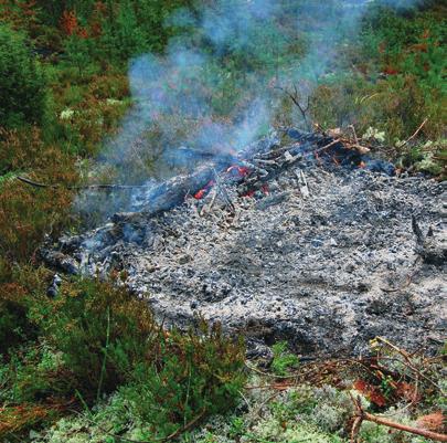 Cinna Nokian Myllypurossa Cinna-alueella on tarkoitus palauttaa alueelta aikanaan löydetty hajuheinäkanta.
