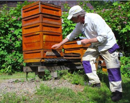 Björn hoitaa sikiöalaa Dadant laatikoissa ja hunajaa tuotetaan mataliin FreeBee-laatikoihin.