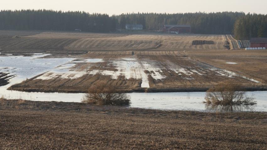 kylvö ei onnistu, jos syksyn sateet lisääntyvät Syyskylvöiset eivät (vielä)