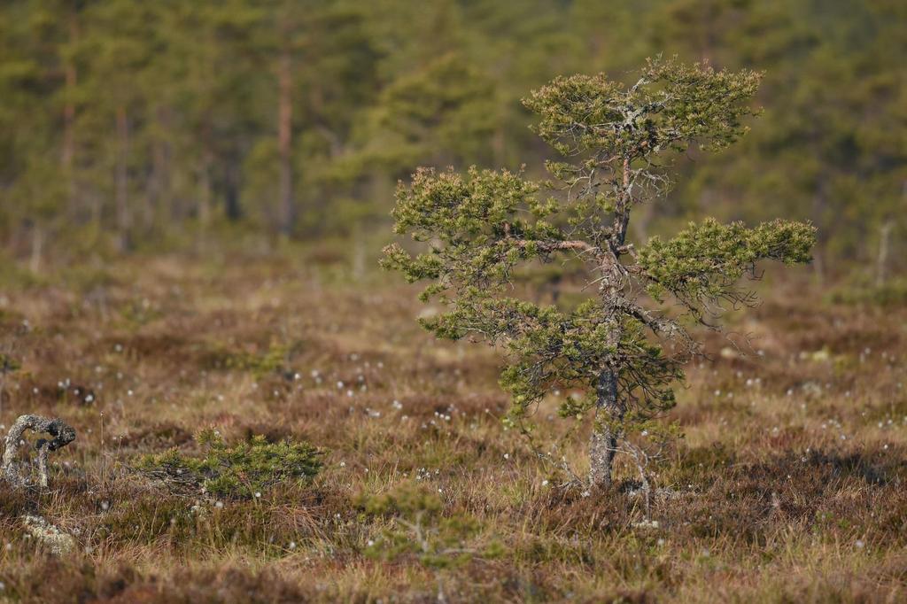 12 Kirvessuo, Eura William Velmala 2016 4 KOHTEIDEN ESITTELY JA VAIKUTUSARVIOINNIT Kohteiden esittely ja vaikutusarviot keskittyvät miltei pelkästään linnustovaikutusarvioinnin kannalta oleellisiin