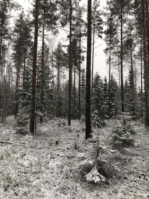 puusto pitää suon kuivana kasvukaudella (Sarkkola ym.