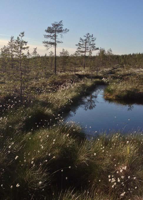 Metsikön kasvatus sijoituskohteena metsänuudistaminen, taimikonhoito, kunnostusojitus, lannoitus, ensiharvennus MENOJA ALUSSA SOIDEN KÄYTÖN RAJOITUKSIA tukkipuusto kaadetaan ja saadaan paljon rahaa