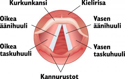 Puheen tuotto koostuu kolmesta osasta: 1) Hengityselimistö-nenä, suuontelo, nielu ja keuhkot 2) Kurkunpää-äänihuulet 3) Ääniväylä-huulet, kieli ja kitapurje, artikulaatioelimet Ääni syntyy, kun