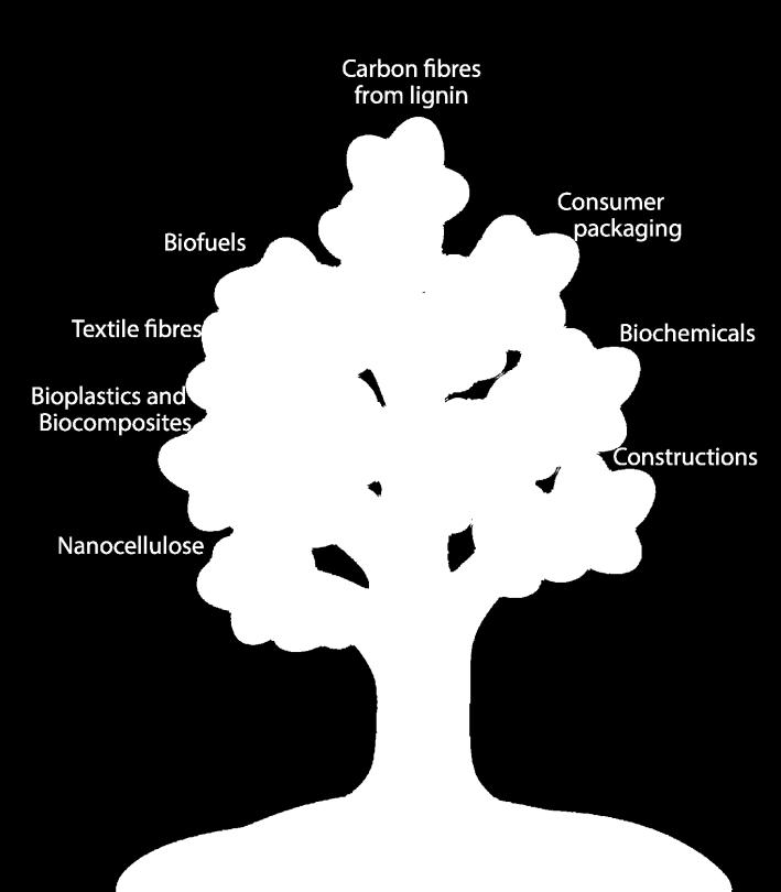 Mitä on metsäbiotuotteet? Useita määritelmiä metsäbiotaloudelle.