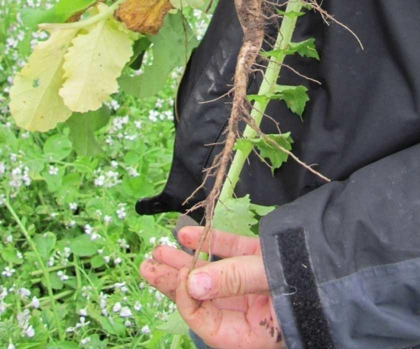 kerätä suuriakin määriä aikaisin kylvettynä) Sänkimuokkauksen sijaan